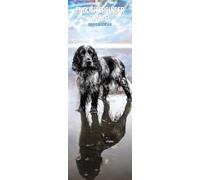 Calendrier fin 2027 Motif épagneul springer anglais