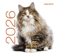 Calendrier mural 2026 - Chats - Collectif - White Star Eds - Calendrier