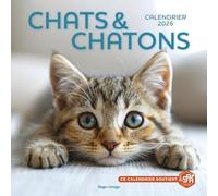 Calendrier mural Chats et Chatons 2026