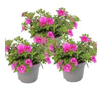 Calibrachoa - Mini pétunia suspendue (pot de 12 cm, 3 plantes), couleur rose
