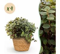 Calissia repens - Herbe à chat - Amis des animaux - Vert - 4 Plantes - avec Panier - 17-20cm - Ø12cm - Plante d'intérieur - Ensemble complet - Plante avec pot