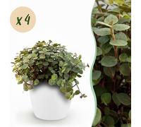 Calissia repens - Herbe à chat - Amis des animaux - Vert - 4 Plantes - avec Potter Blanc - 17-20cm - Ø12cm - Plante d'intérieur - Ensemble complet - Plante avec pot