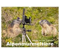 CALVENDO - AlpenMurmeltiere - Stars devant la caméra (calendrier mural 2027 DIN A2 paysage) - Calendrier mensuel : le marmoteur, l'ingénieur des tunnels dans les Alpes