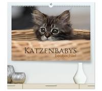 CALVENDO - Calendrier mural 2027 de qualité supérieure - Format A2 paysage - Impression sur toile brillante : treize images enchanteresses des adorables bébés chats - Observé avec l'appareil photo