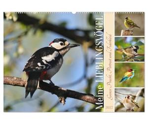 CALVENDO Mes oiseaux préférés (calendrier mural 2027 DIN A2 paysage), calendrier mensuel : toute la splendeur, portrait et robe à plumes