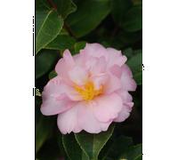 Camelia 'contemplation' taille du pot - en pot de 1 litre