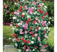 Camélia du Japon (9 cm Lot de 3) - Arbuste Élégant à Fleurs Rouges Blanches et Roses