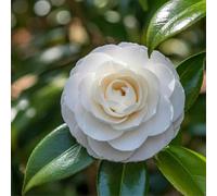 Camélia du Japon Blanc - Camellia japonica 80/100cm Pot 10L 80 cm Pot 10L ? Persistant ? Floraison abondante ? Jardin ? Mi-ombre, Ombre