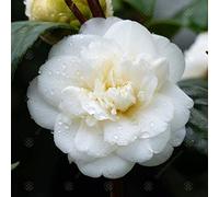 Camélia du Japon 'Nobilissima'Plante à feuilles persistantes Arbuste de jardin| Pot 9cm