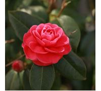 Camélia du Japon Rouge - Camellia japonica 60/80cm