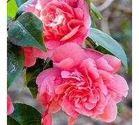 Camélia du Japon "Triumphans" Arbuste à feuilles persistantes | Plante de jardin rose Pink | Pot 9 cm