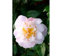 Camélia 'high fragrance' taille du pot