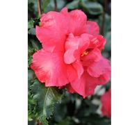 Camélia 'holly bright' taille du pot - en pot de 1 litre