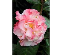 Camélia 'nuccio's jewel' taille du pot - en pot de 1 litre
