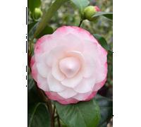 Camélia 'nuccio's pearl' taille du pot - en pot de 1 litre