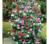 Camélia tricolore Rouge Rose Blanc Arbuste robuste Buissoneux à feuilles persistantes en pot