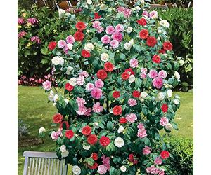Camélia tricolore Rouge Rose Blanc Arbuste robuste Buissoneux à feuilles persistantes en pot