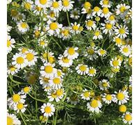 Camomille romaine 500 graines Anthemis Nobilis Groundcover