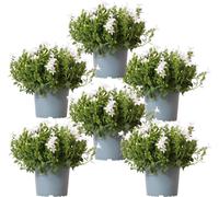 Campanula Addenda Ambella blanc, lot de 6 - Campanule blanche, taille du pot