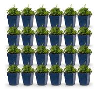 Campanula posch. Variété Lisduggan - Campanule - Plante couvre-sol - Blanche - 24 plants - 15-25cm - Ø11cm - Plante de jardin