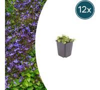 Campanula poscharskyana | 12 pièces - 10-25cm - Ø9cm - Plante de jardin