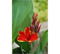 Canna red golden flame' taille du pot - en pot de 3 litres