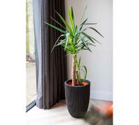 Capi Europe - Vase bas élégant Groove NL - Noir - 34x46 - KGVBL782