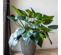 Capi Vase Groove Elegant 46x58 cm Anthracite