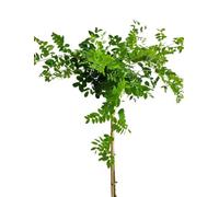 Caragana arborescens 'Pendula' Pois suspendu Haute tige 125 - 150 cm