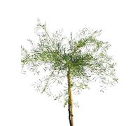 Caragana arborescens 'Walker' Arbuste à pois haute tige 125 - 150 cm