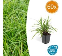 Carex morrowii 'Irish Green' (espèce d'herbe ornementale) - pot de 9 cm - lot de 60 plants