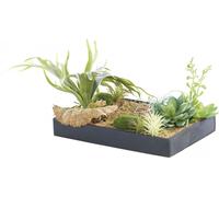 Carlo Milano Tableau végétal avec cadre - Herbacées - 30 x 20 cm