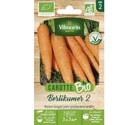 Carotte Berlikumer 2 - BIO