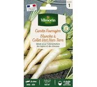 Carotte Fourragère Blanche à Collet Vert Hors Terre