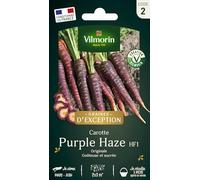 Carotte Violette Purple Haze HF1 - Graines d'Exception