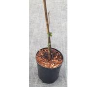 Carya ovata/Noyer blanc d'Amérique/Conteneur de 2 à 2.9 litres/Baliveau/Fruitier