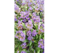 Caryopteris x clandonensis 'Grand Bleu' / Spirée bleue