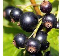 Cassis Titania 2L- Plante de Jardin, Arbres fruitiers - la Décoration Parfaite pour Votre Propriété - Pour les Débutants et les Jardiniers Professionnels