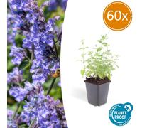 Cataire (Nepeta faassenii 'Six Hills Giant') - plante vivace facile d'entretien - pot de 9 cm - lot de 60 plants