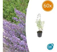 Cataire (Nepeta faassenii 'Walker's Low') - Plante vivace facile d'entretien - Pot de 9 cm - Coffret de 60 plants