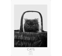 Cats schwarz-weiss Kalender 2027 - Wandkalender | Fotokalender Tierkalender Grosses Format 59x42cm. - Katzenkalender | Perfekt für Katzenliebhaber und Tierkalenderfans