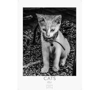 Cats schwarz-weiss Kalender 2027 - Wandkalender | Fotokalender Tierkalender schwarz-weiss 29x21cm - Katzenkalender | Perfekt für Katzenliebhaber und Tierkalenderfans