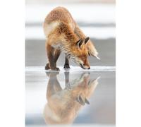Ceanothe Tableau sur toile reflet renard 45x65 cm | Tableau sur toile reflet renard 45x65 cm Décoration Murale Art Imprimée en HD Idéal pour Salon Chambre Bureau - Bois FSC