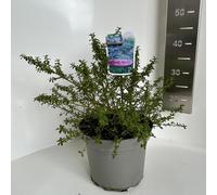 Ceanothus 'Blue Mound' - Fleur en sac | 30-40 cm en pot