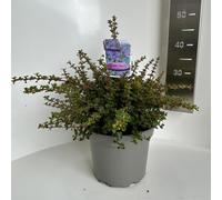 Ceanothus « Emily Brown » - Fleur en sac | 40-50 cm en pot