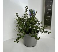 Ceanothus griseus 'Yankee Point' - Fleur en sac | 40-50 cm en pot