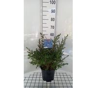 Ceanothus hybr. 'Julia Phelps' - Fleur de semis Julia Phelps conteneur 40- 50 cm