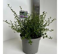 Ceanothus impressus 'Victoria' - Fleur en sac | 30-40 cm en pot