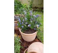Ceanothus impressus 'Victoria' / Lilas de Californie/Conteneur de 3 à 4 litres/Arbuste persistant