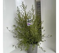Ceanothus thyr. 'El Dorado' - Fleur en sac | 80-90 cm en pot